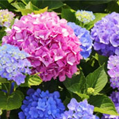 紫陽花（アジサイ）