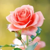 バラ（薔薇）