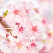 桜（サクラ）