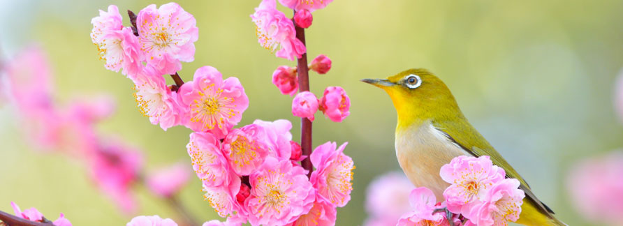 節句祝いに贈る