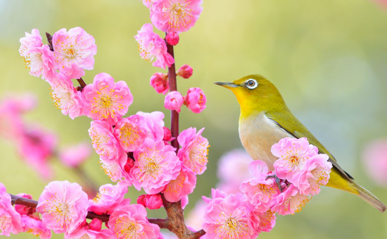 節句祝いに贈る