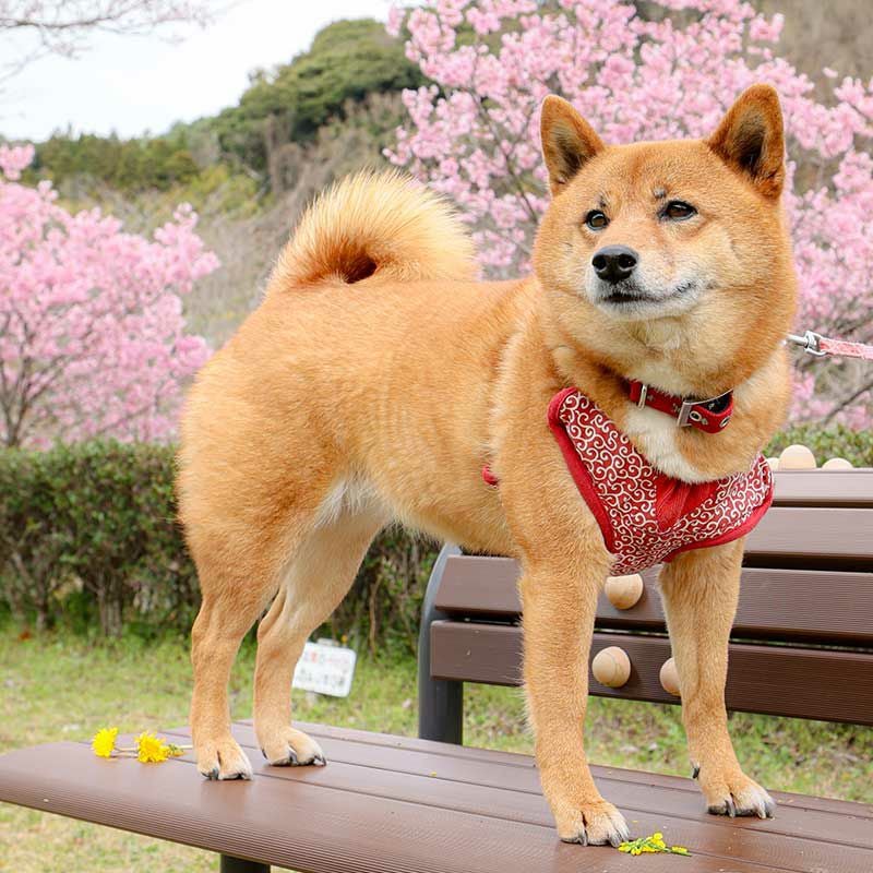 ちりめん根付・ころころ柴犬｜株式会社さくらほりきり