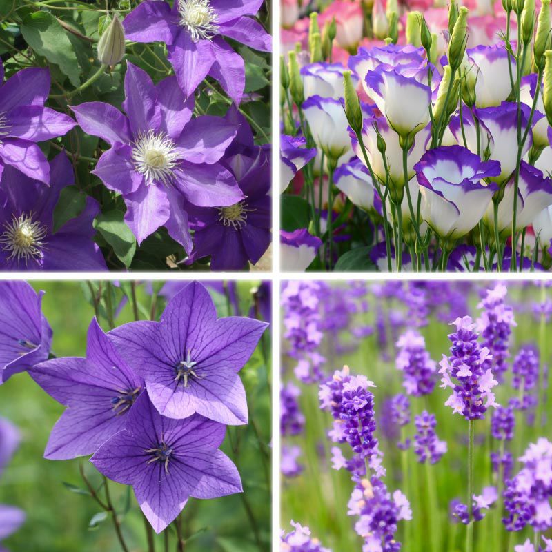 それぞれのお花に清らかな花言葉があります
