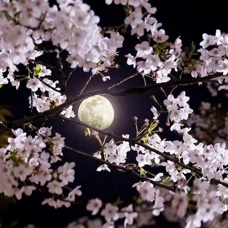 月夜桜 桜月夜 - GENSEKI