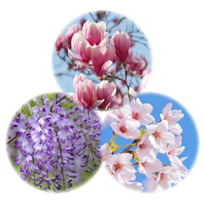 古くから人々に愛されてきた優美な春の花木たち