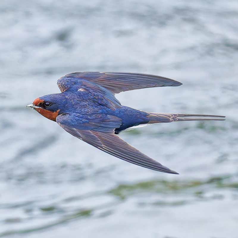 「子孫繁栄」「豊作」「無病息災」「商売繁盛」などの縁起があるとされています