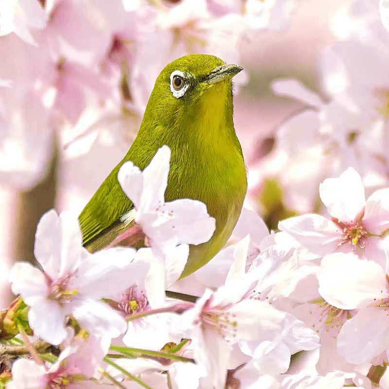 桜とメジロの組み合わせは、鳥の愛好家の間で「サクジロー」と呼ばれる春の定番の光景