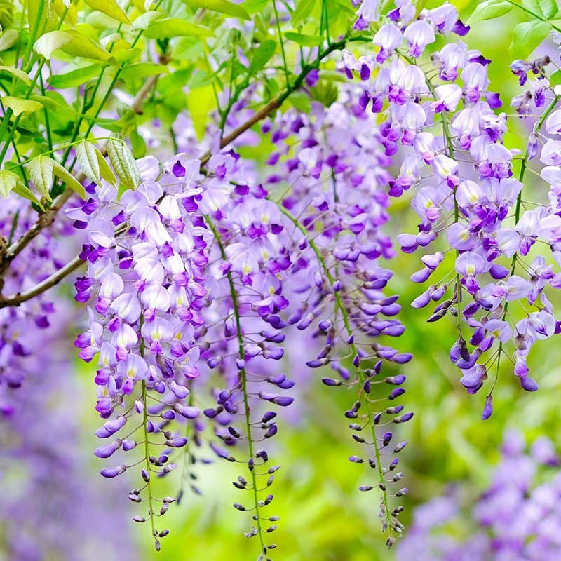 藤の花はその名前の響きから<br>「不死」「不二」にかけて<br>「延命長寿」「家運繁栄」<br>「子孫繁栄」の象徴とされてきました