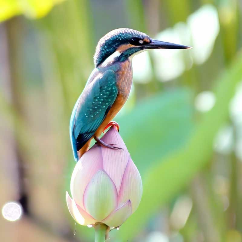 蓮のつぼみにとまる美しい姿は、愛鳥家の間では「ハスカワ」の愛称で親しまれています