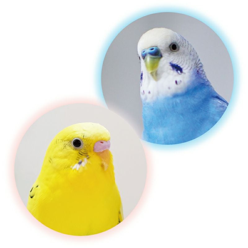 セキセイインコは「ろう膜」というくちばしの上部の色で性別を見分けることができます