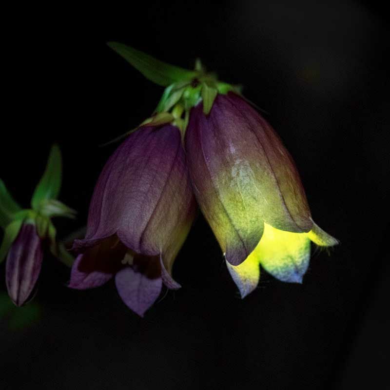 ホタルブクロは、花の中に蛍を入れて遊んだことから名づけられたとされています