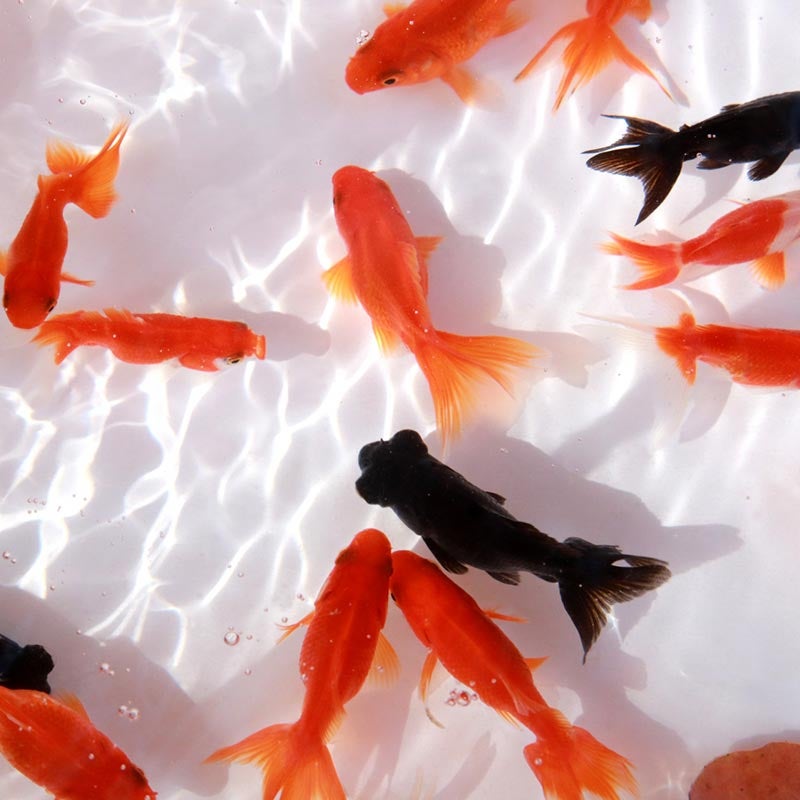 金魚は金運や幸運、魔除けなどの縁起物として古くから親しまれています