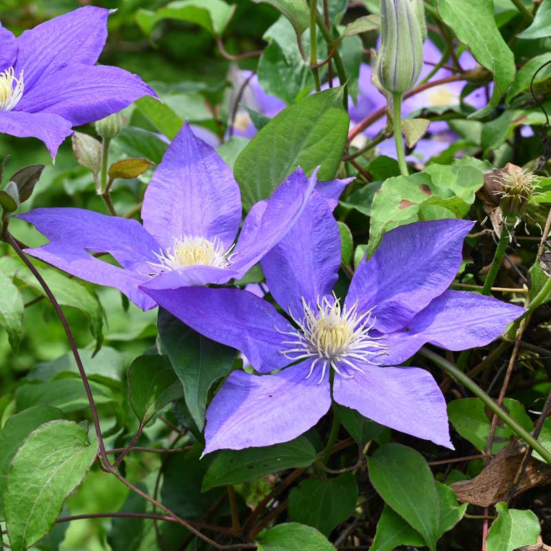 鉄線花はツルが鉄の針金のように強く硬いことから名づけられたとされています