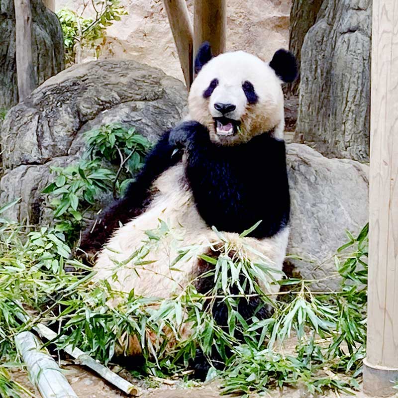パンダは「幻の動物」と言われ、「平和・和合の象徴」ともされています。日本では「動物園のアイドル」として大人気になりました